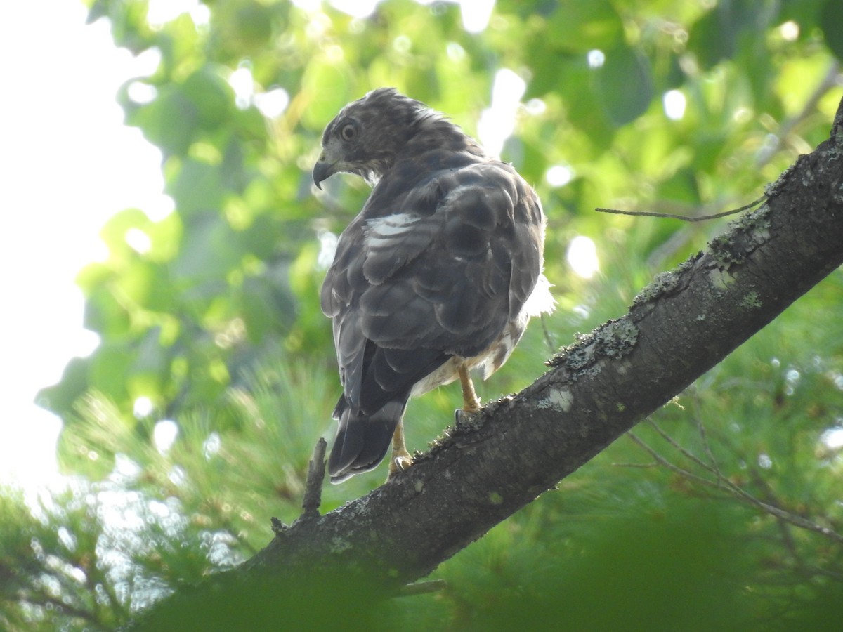 Broad-winged Hawk - ML640448662