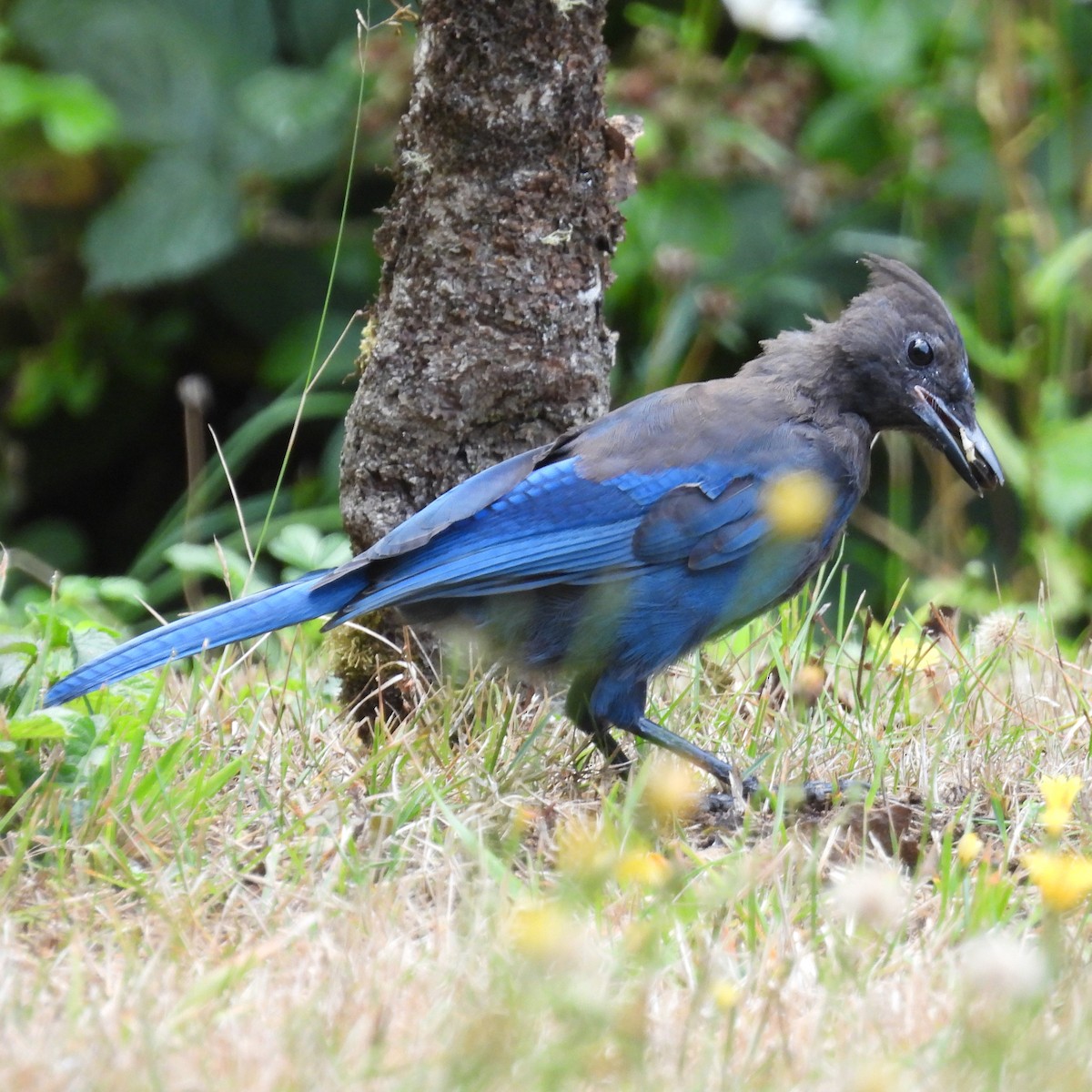 Steller's Jay (Coastal) - ML640448673