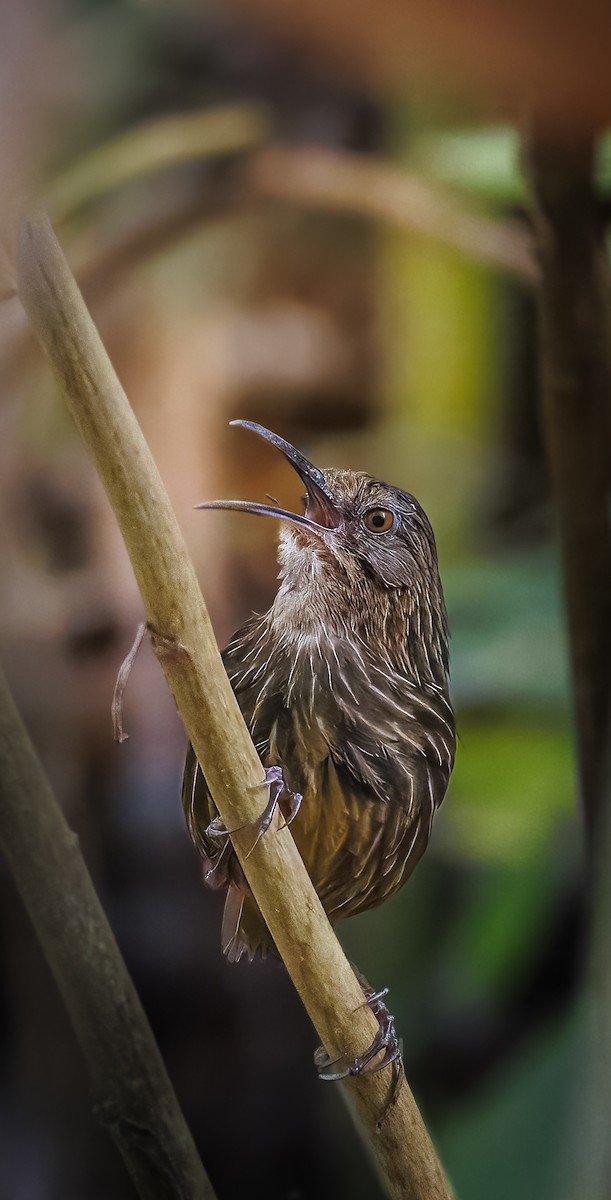 Long-billed Wren-Babbler - ML640448683