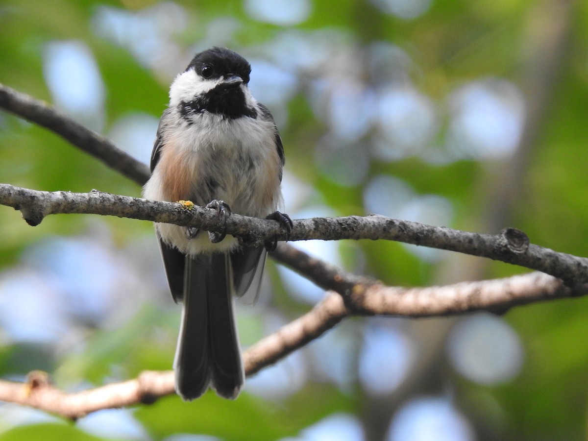 Black-capped Chickadee - ML640448684
