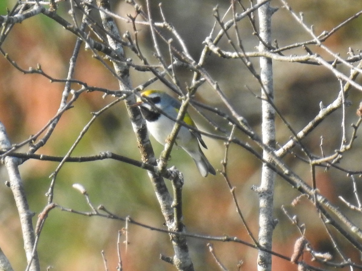 Golden-winged Warbler - ML640448690