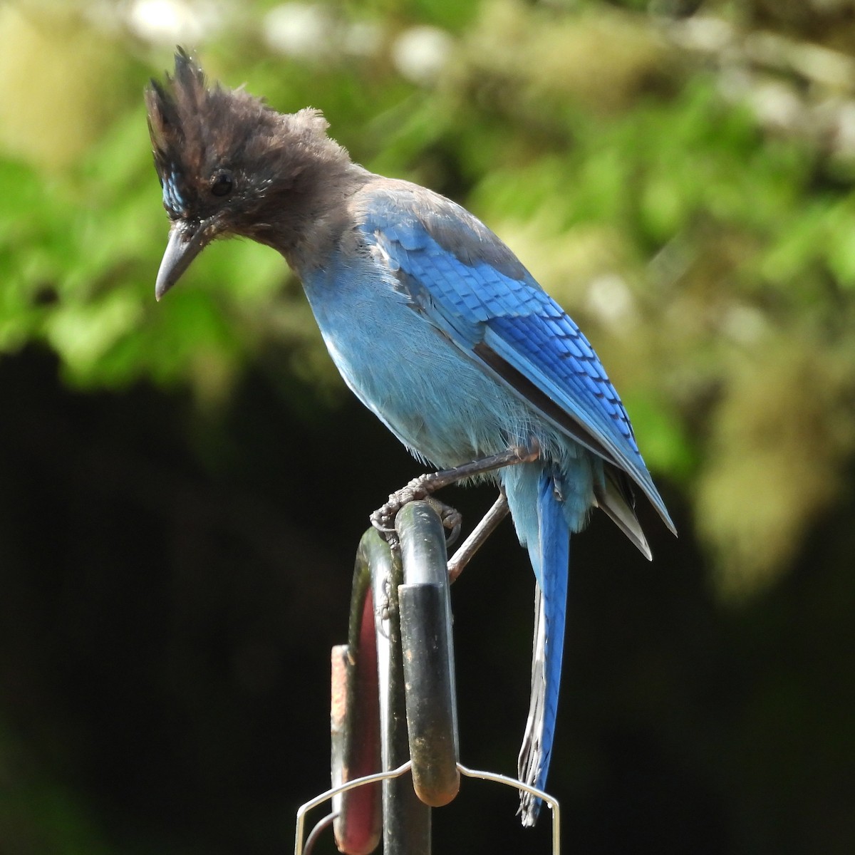 Steller's Jay (Coastal) - ML640448704