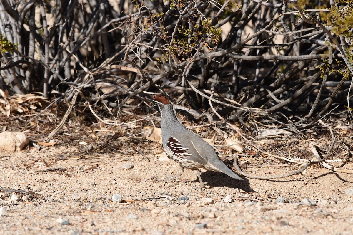 Gambel's Quail - ML640448728