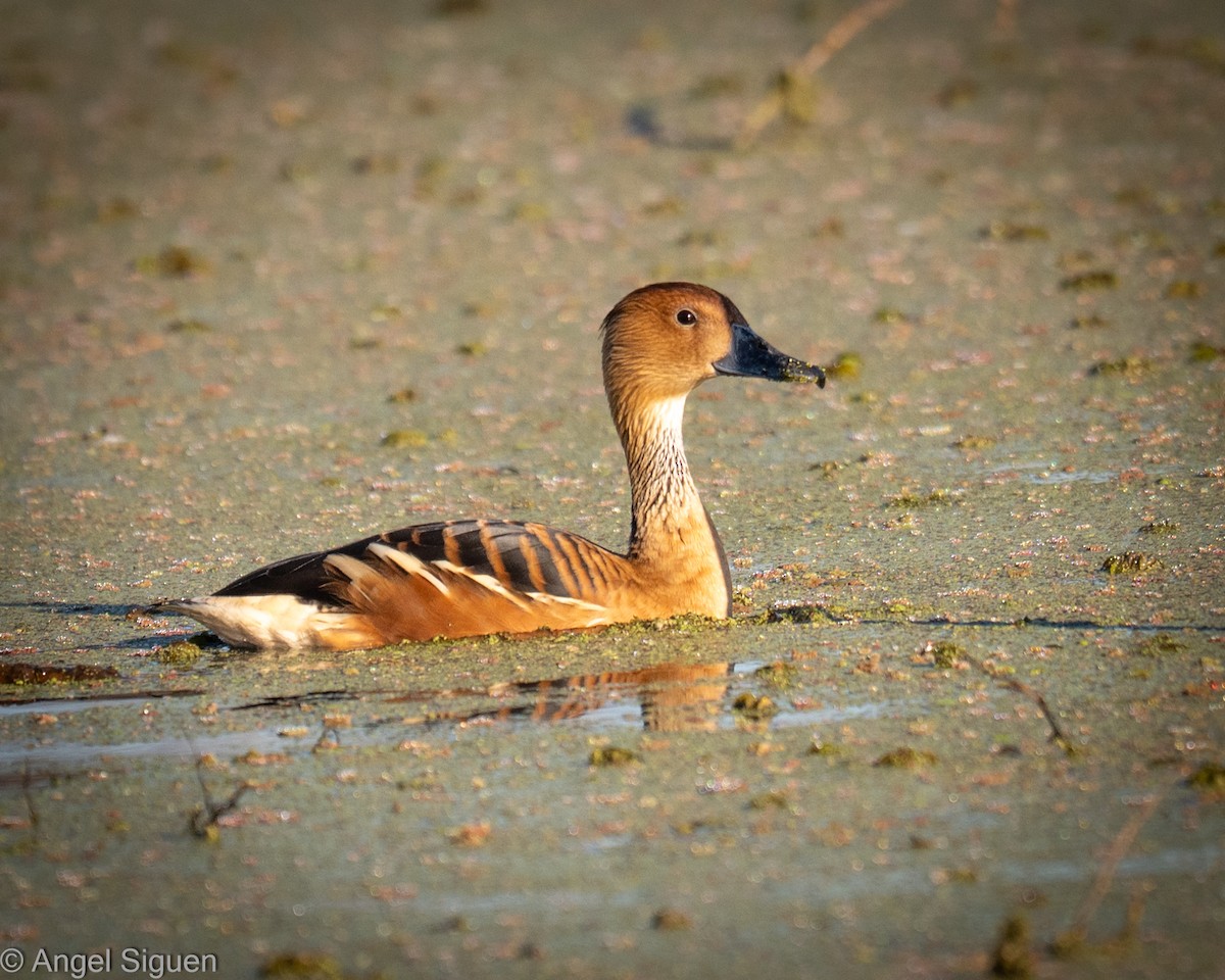 Fulvous Whistling-Duck - ML640448732