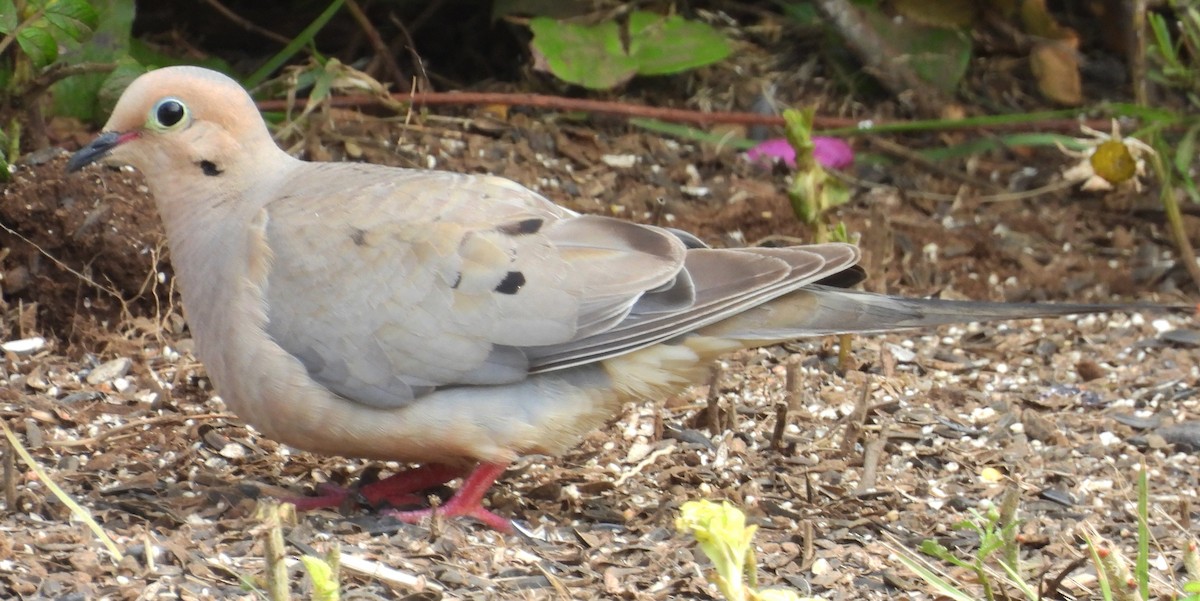 Mourning Dove - ML640448736