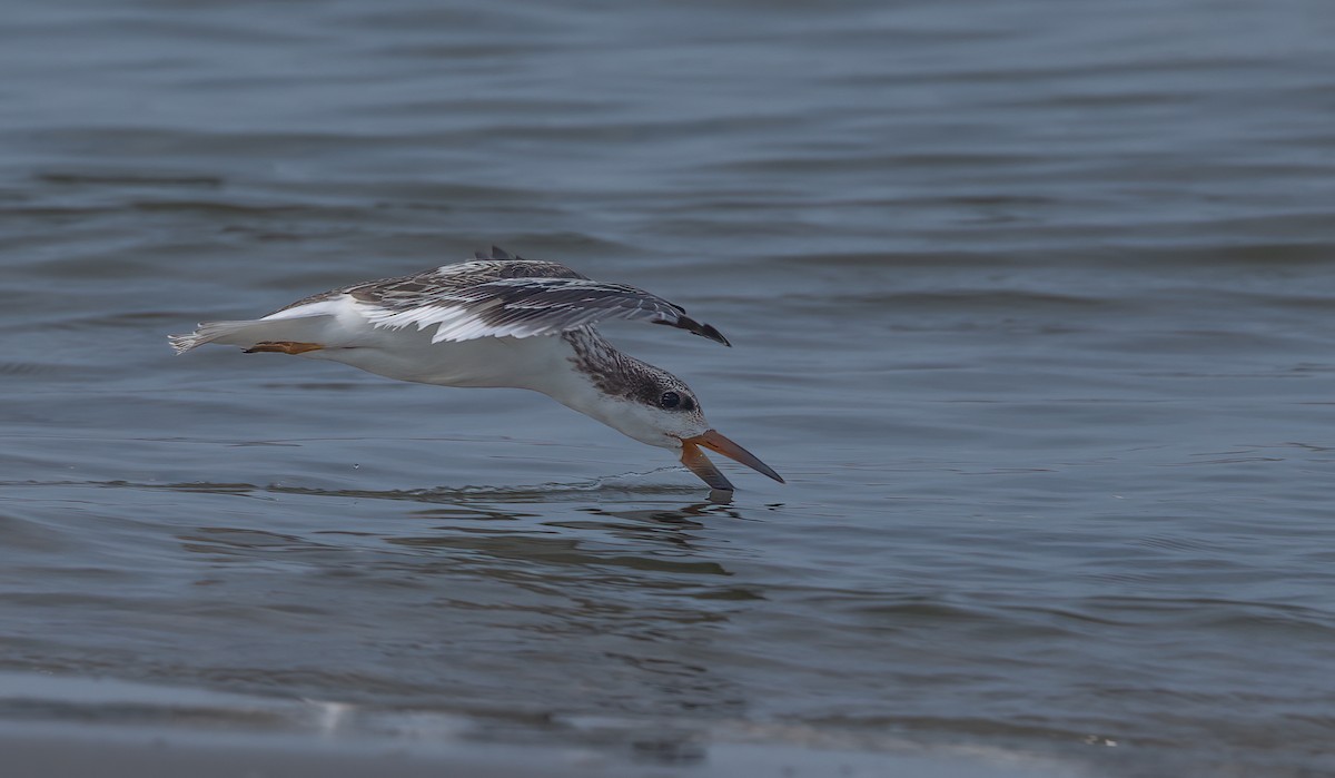 zoboun americký - ML640448776