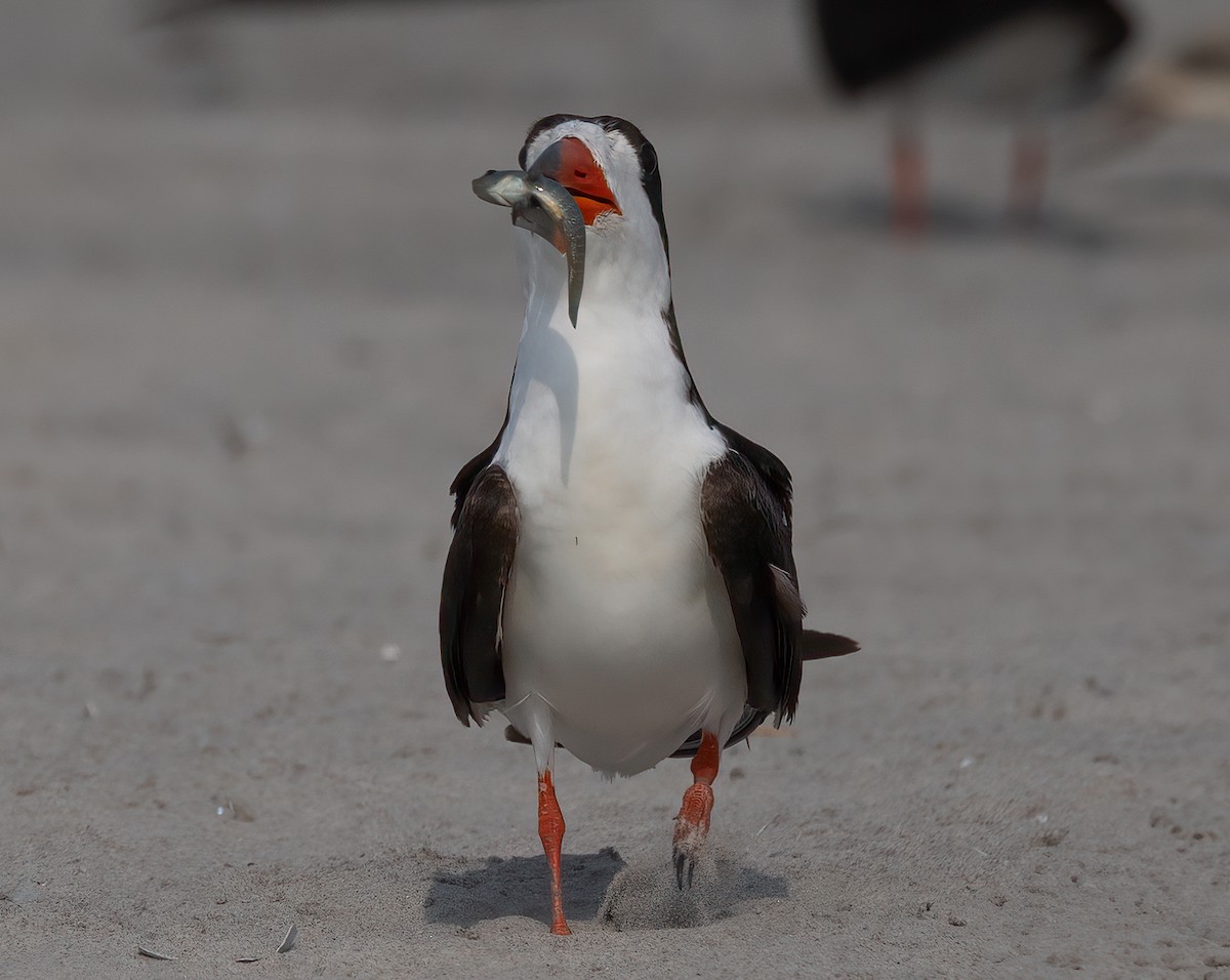 zoboun americký - ML640448788