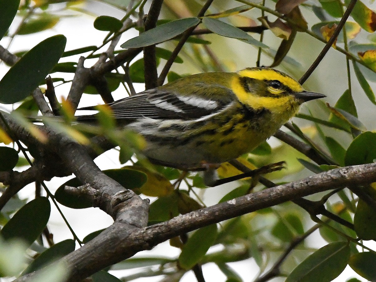 Townsend's Warbler - ML640448839
