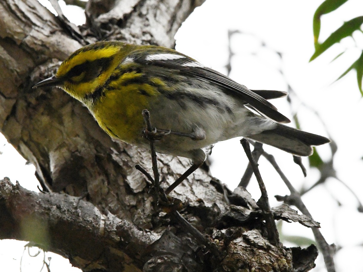 Townsend's Warbler - ML640448840