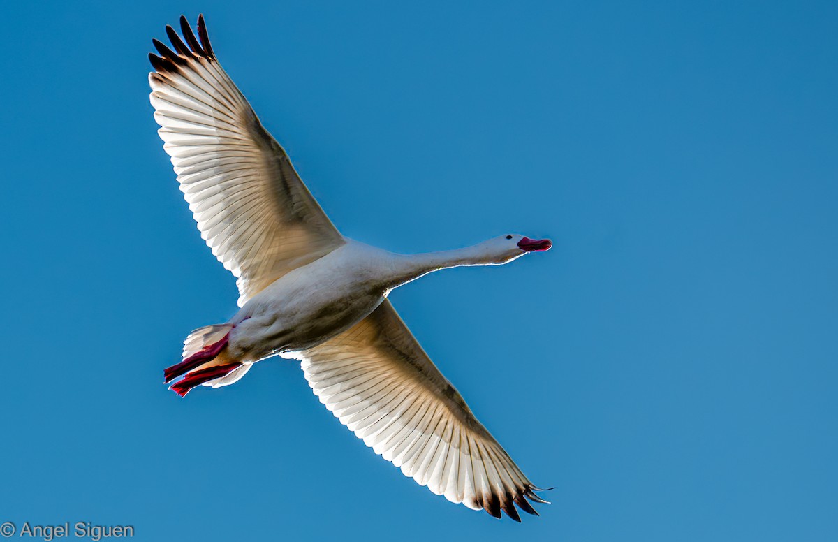 Coscoroba Swan - ML640448862