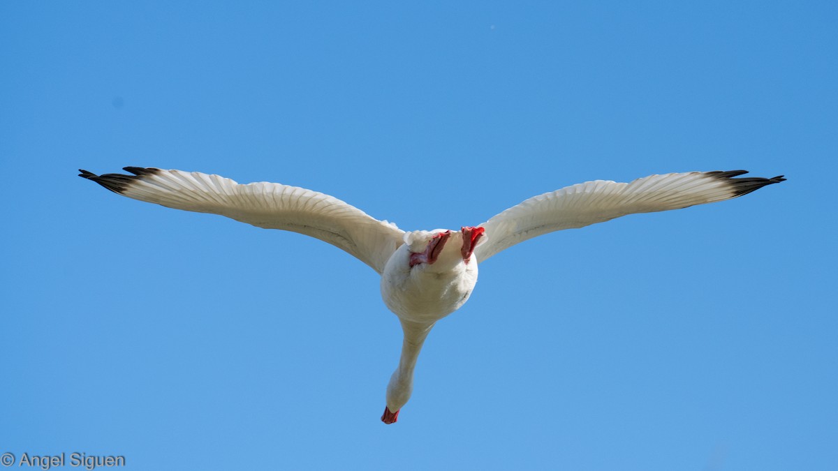 Coscoroba Swan - ML640448864