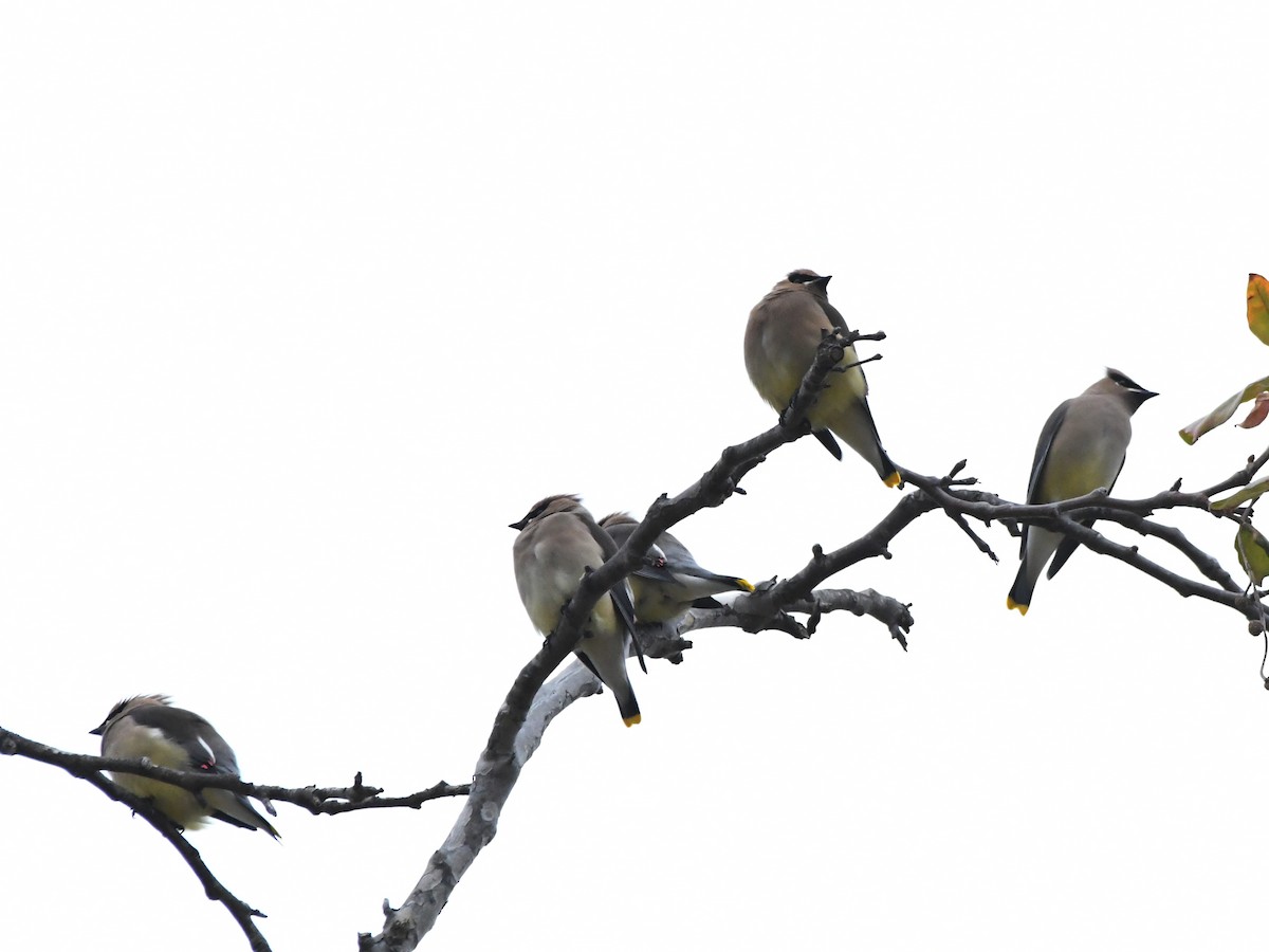 Cedar Waxwing - ML640448866