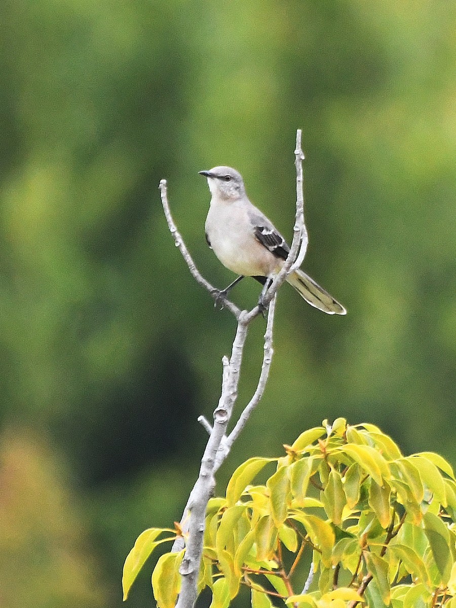 Northern Mockingbird - ML640448874