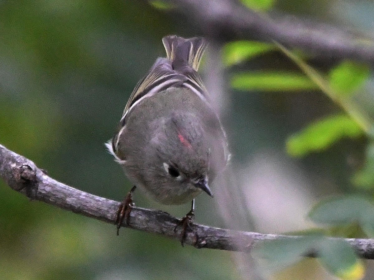 Rubingoldhähnchen - ML640448880
