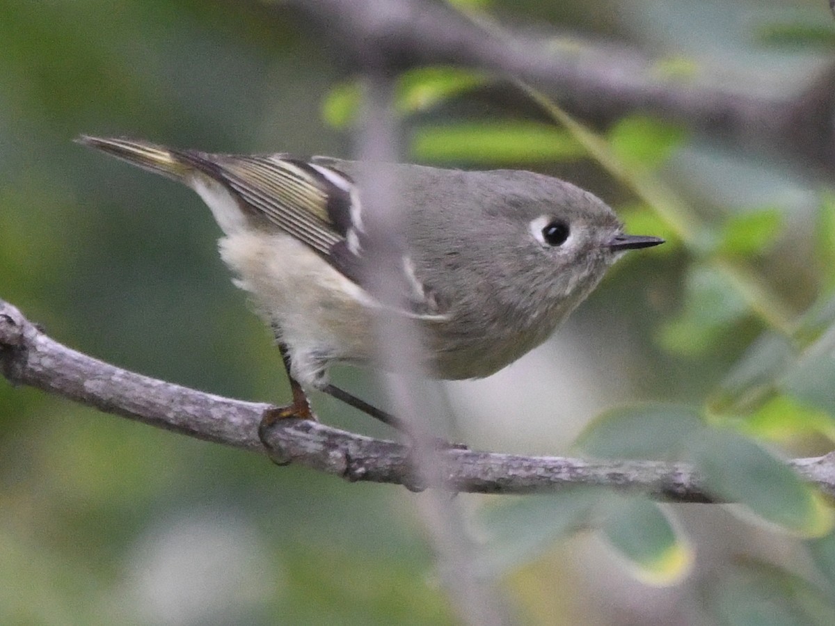 Rubingoldhähnchen - ML640448881