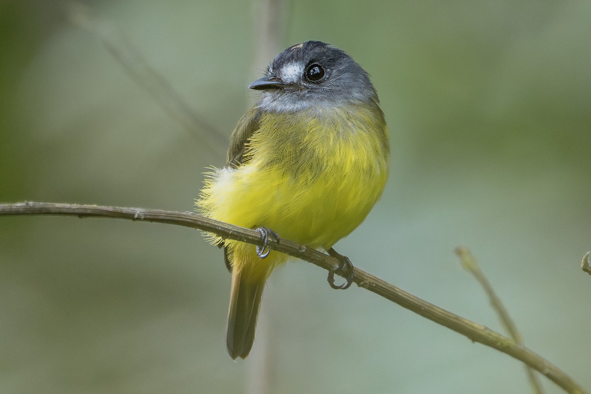 Ornate Flycatcher - ML640448955