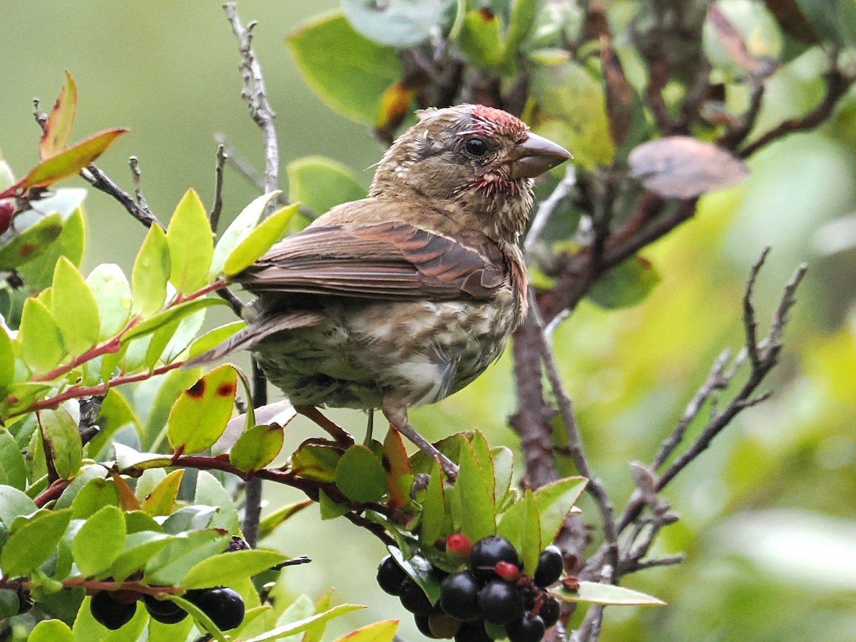 Purple Finch - ML640448983