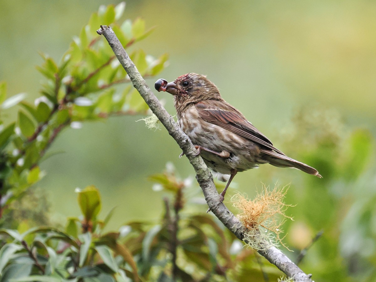 Purple Finch - ML640448984