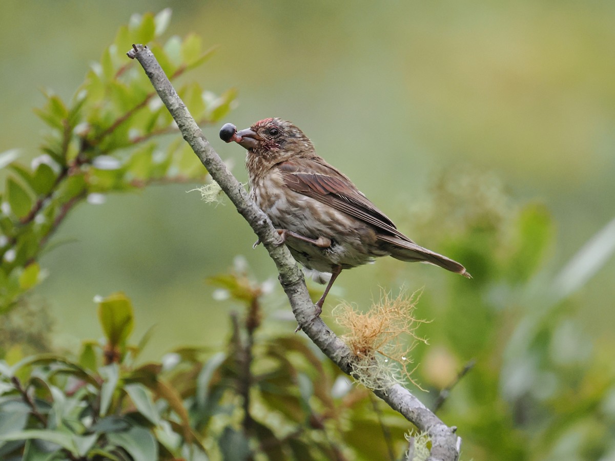 Purple Finch - ML640448985
