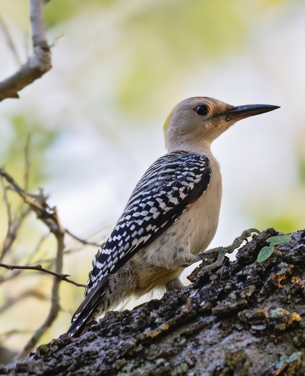 Golden-fronted Woodpecker - ML640449052