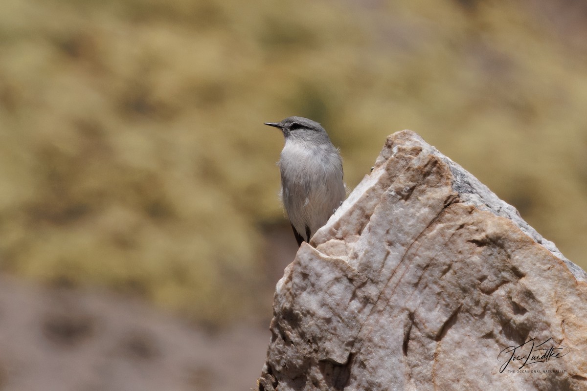 Puna Ground-Tyrant - ML640449092