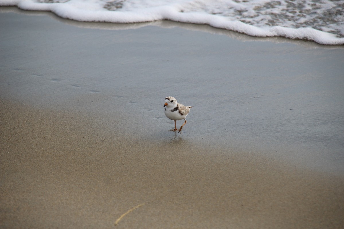 Piping Plover - ML64044911