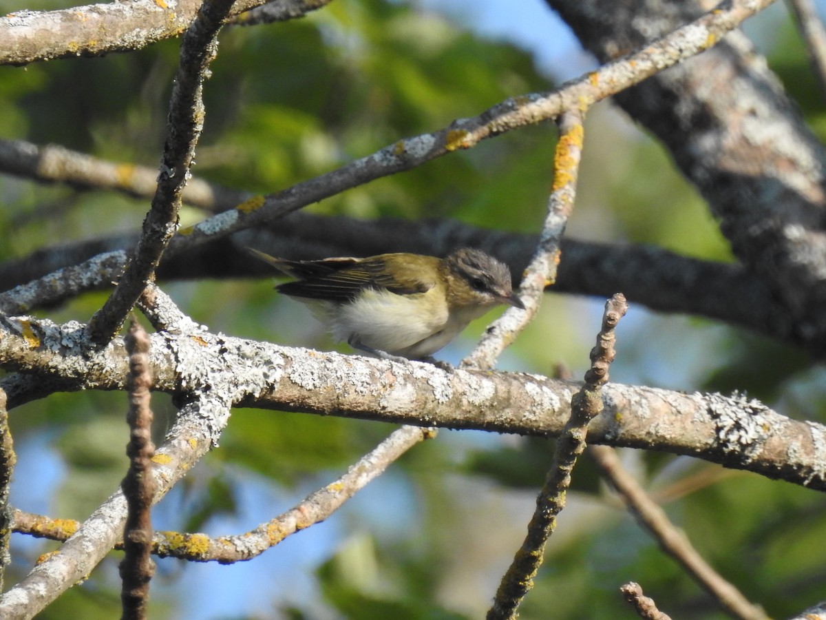 Red-eyed Vireo - ML640449121