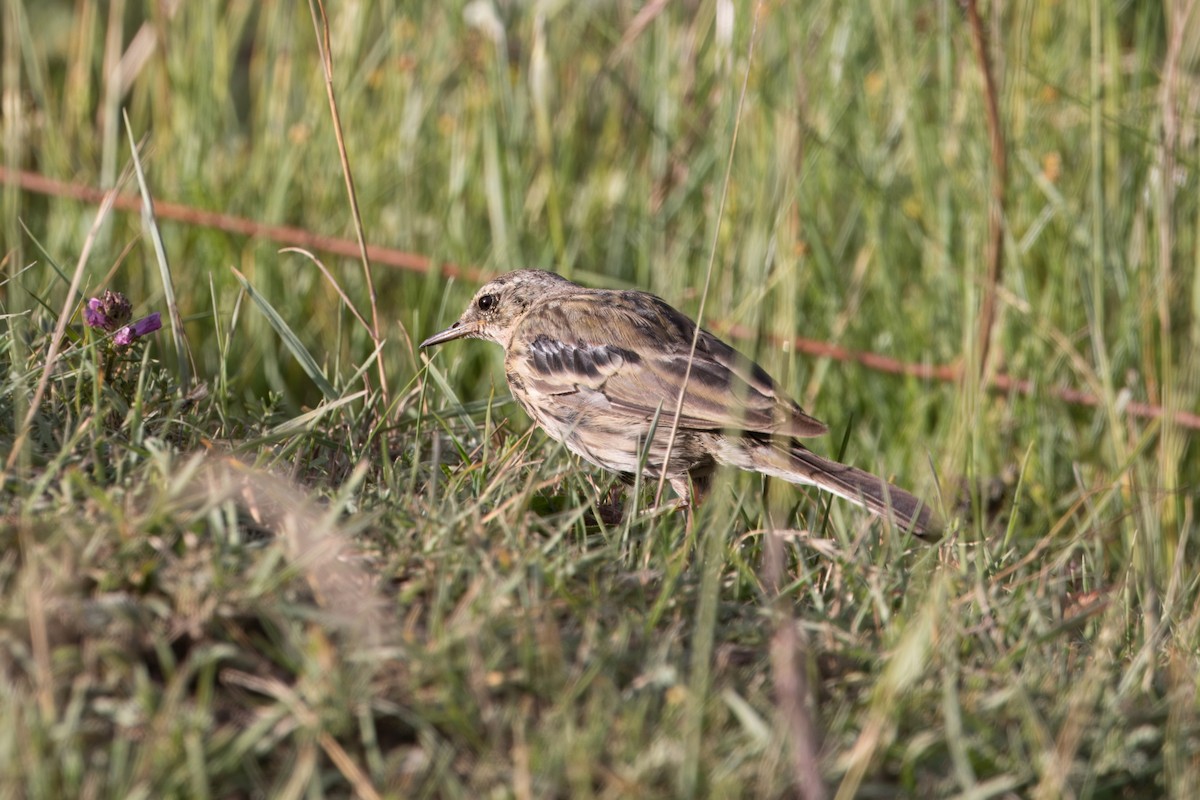 Rosy Pipit - ML640449122