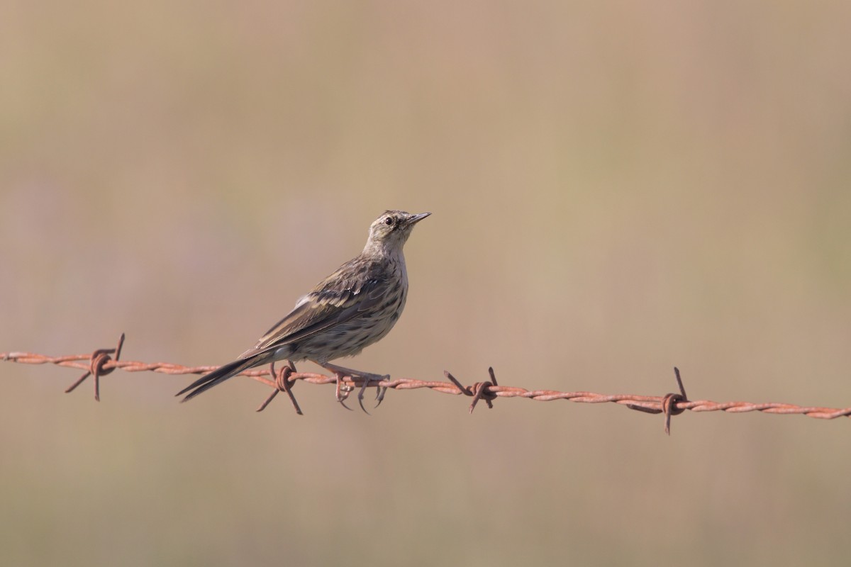 Rosy Pipit - ML640449123