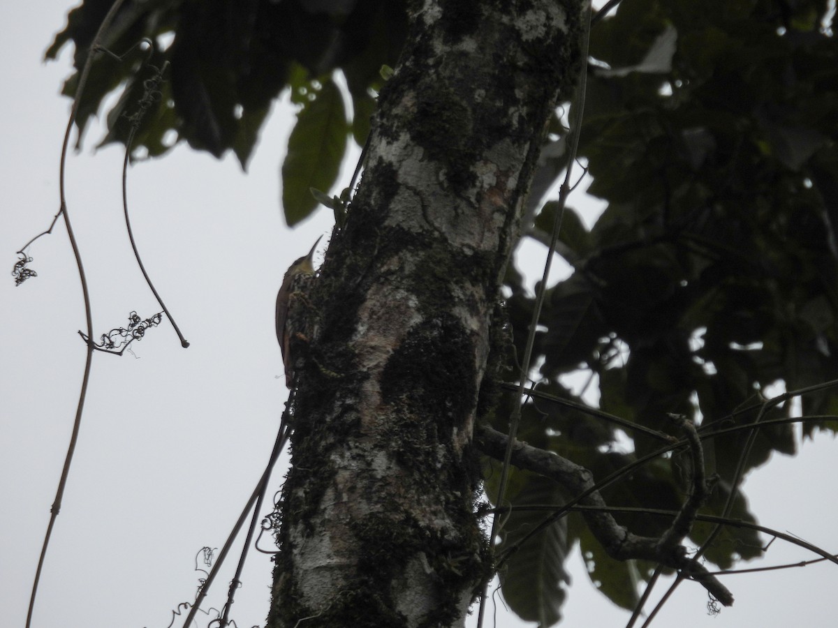 ウロコオニキバシリ（squamatus） - ML640449154