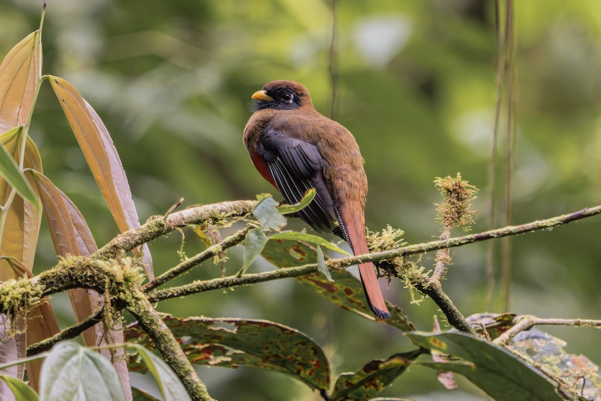 Masked Trogon - ML640449166