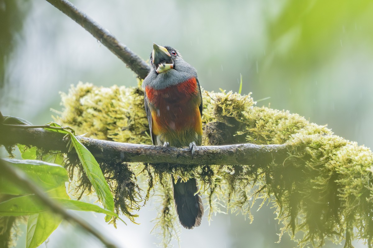 Toucan Barbet - ML640449171