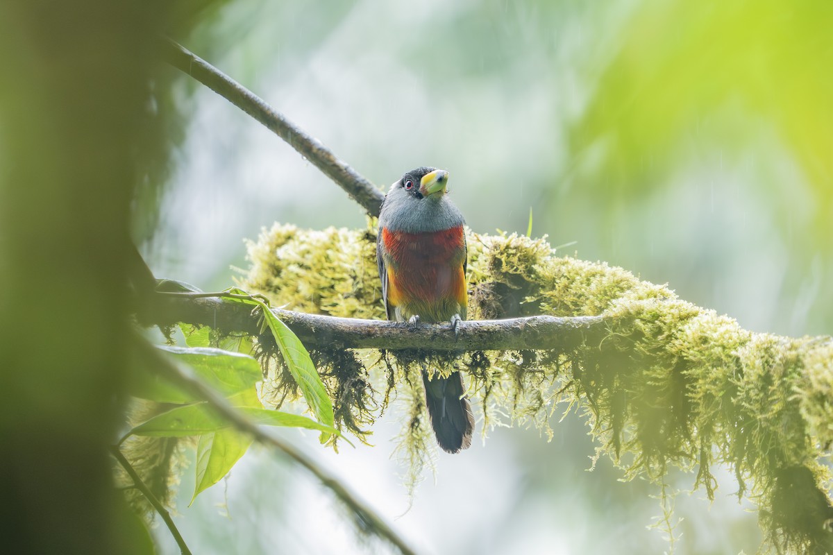 Toucan Barbet - ML640449172