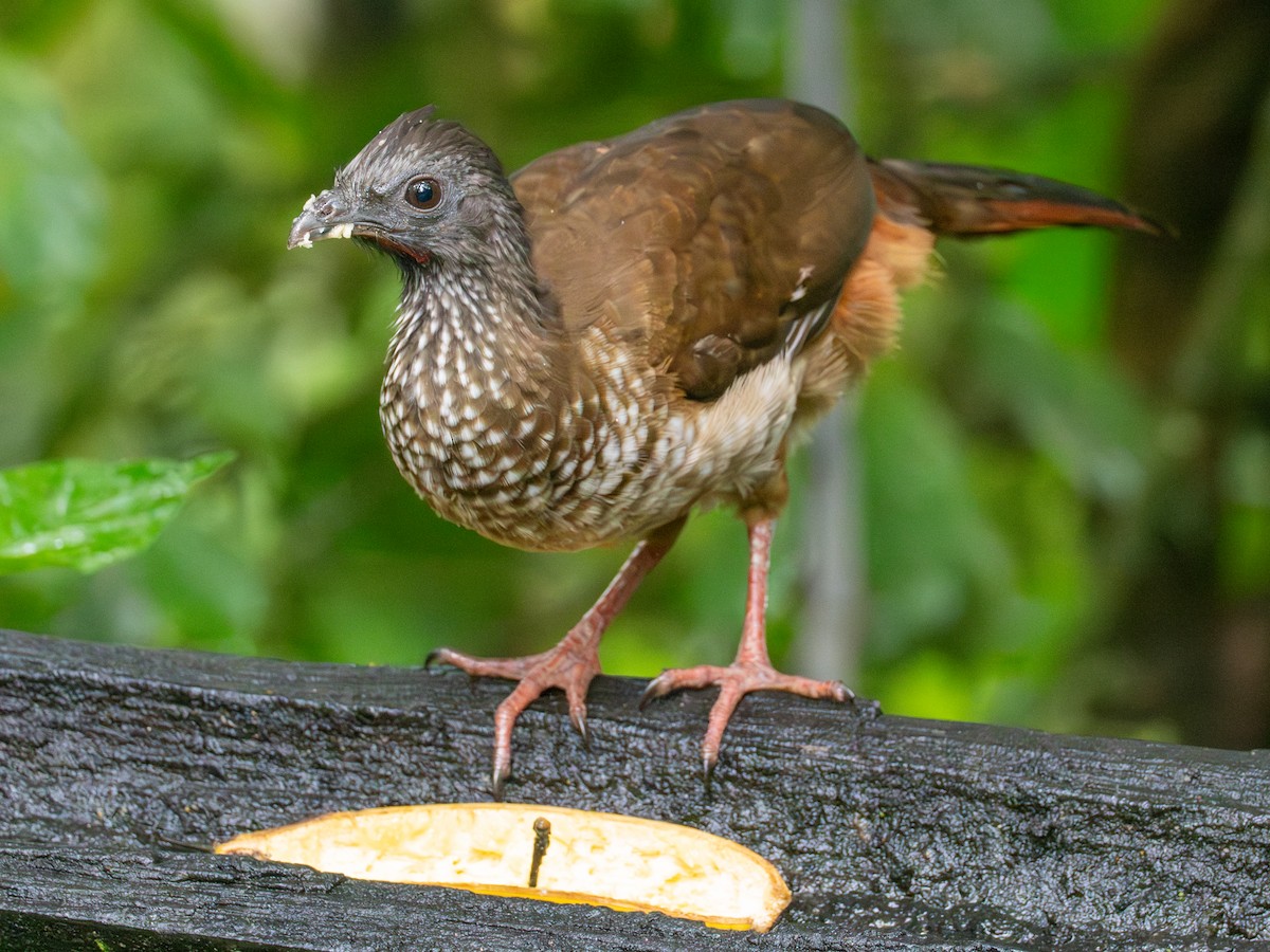 Speckled Chachalaca (Speckled) - ML640449175