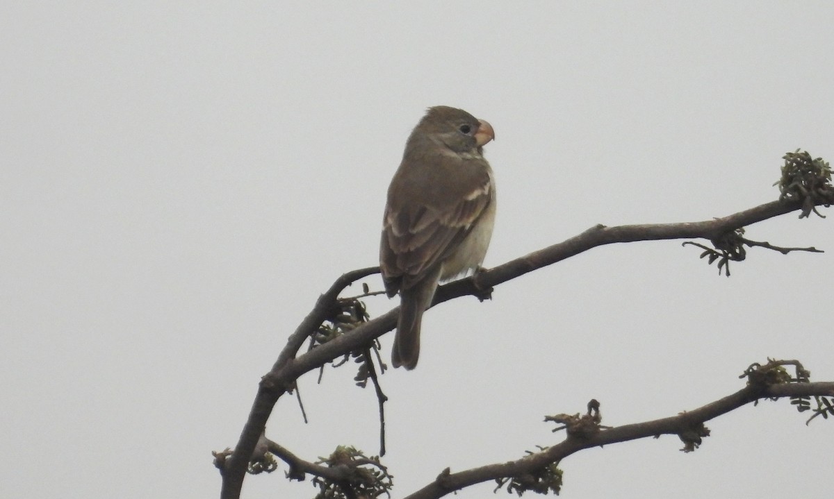 Parrot-billed Seedeater - ML640449250