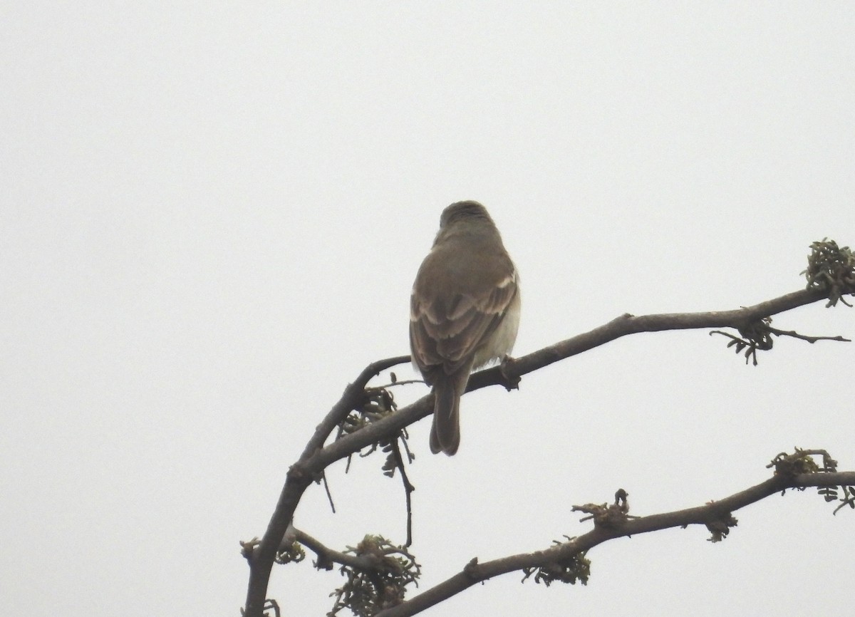 Parrot-billed Seedeater - ML640449251