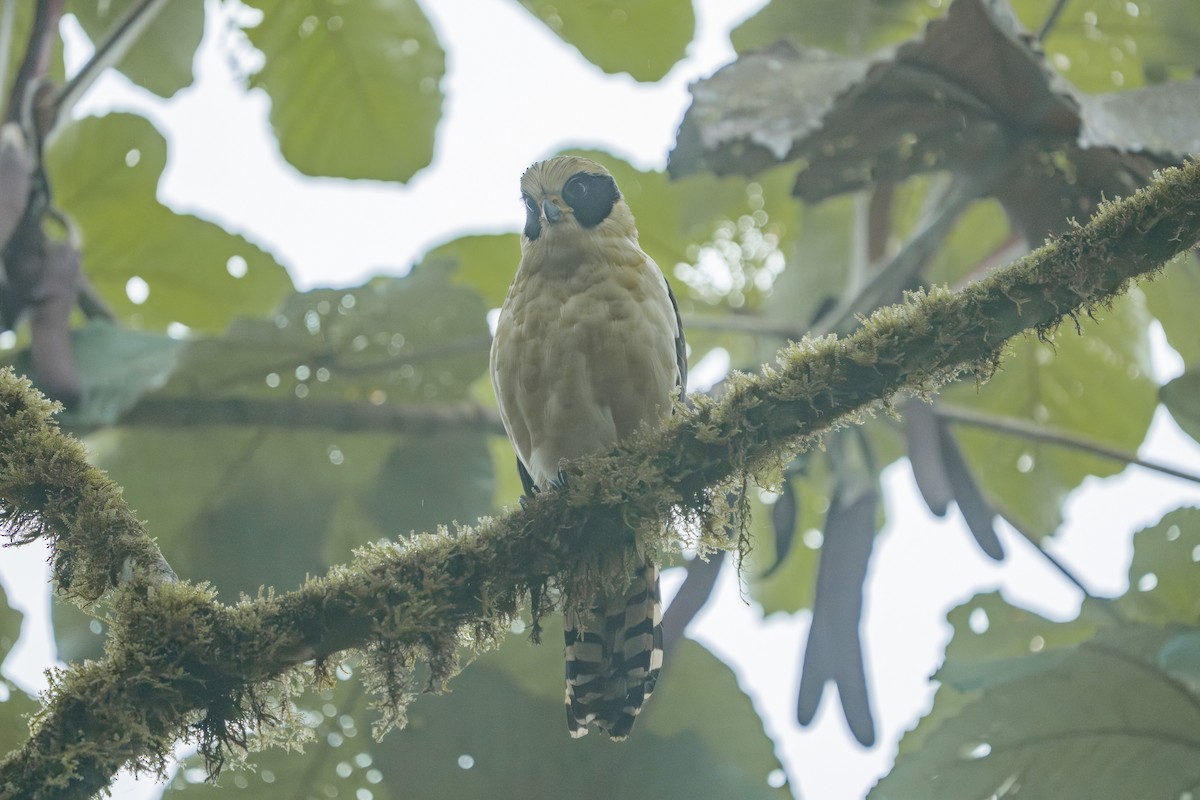 Laughing Falcon - ML640449364