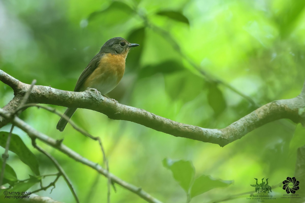 Hill Blue Flycatcher - ML640449366