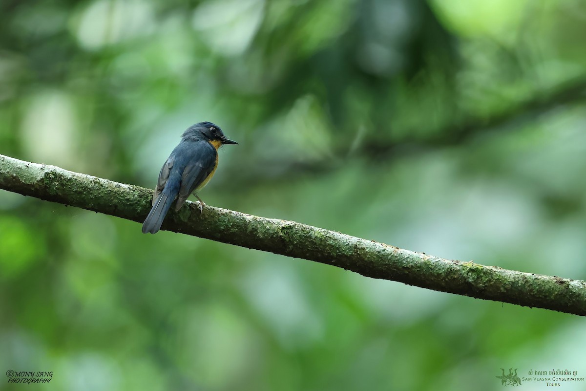Hill Blue Flycatcher - ML640449367