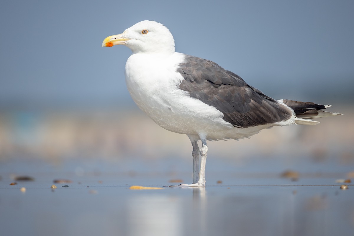 Gavión Atlántico - ML640449380