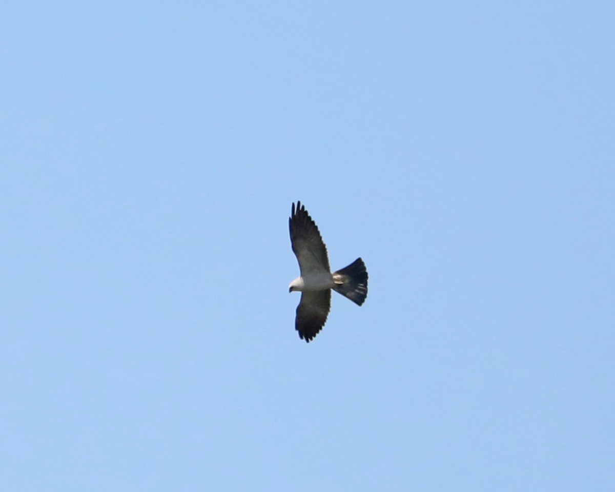 Mississippi Kite - ML640449388