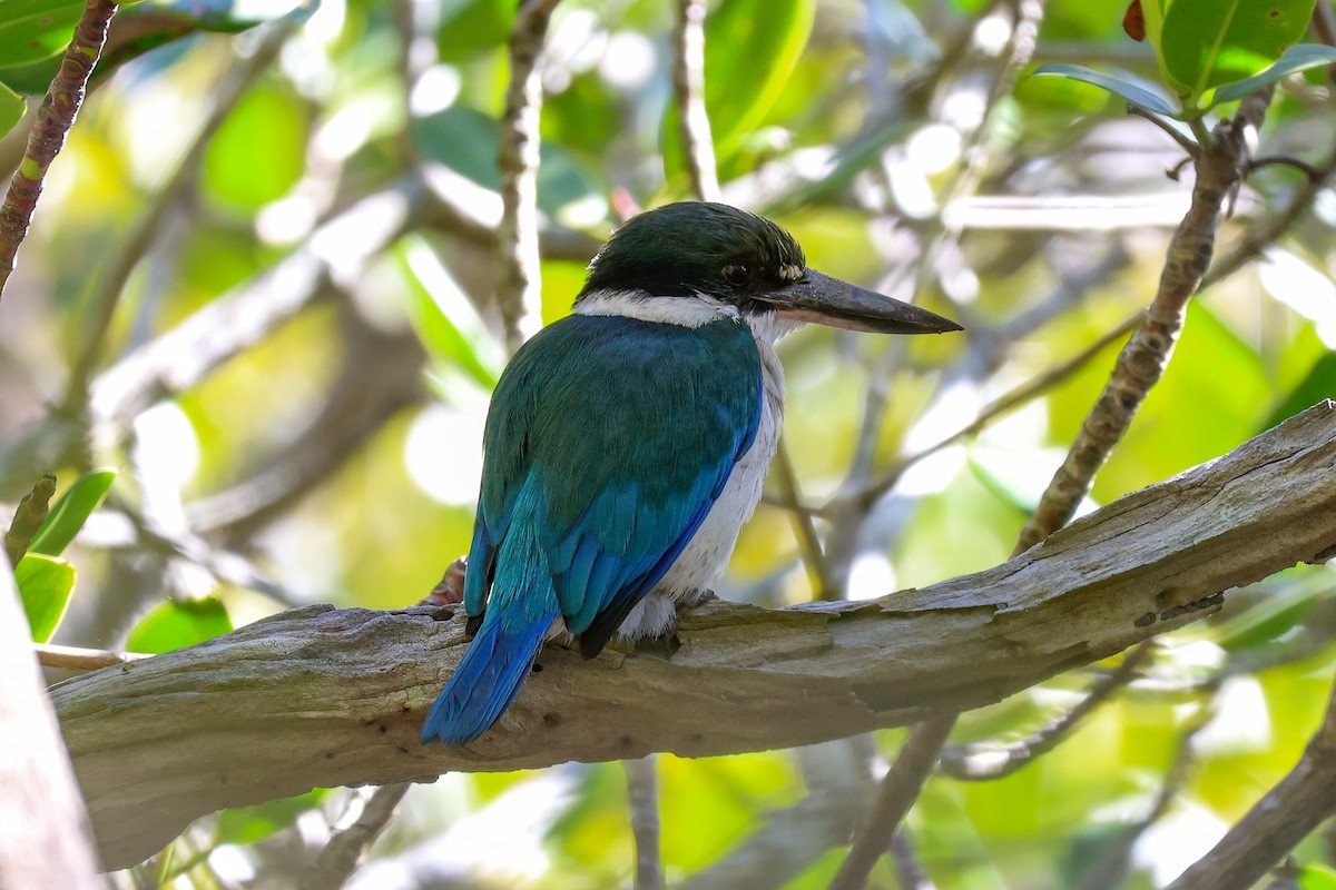 Torresian Kingfisher - ML640449393