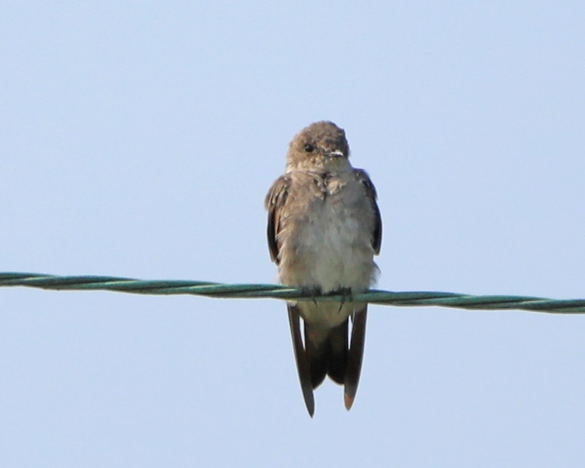 Northern Rough-winged Swallow - ML640449409