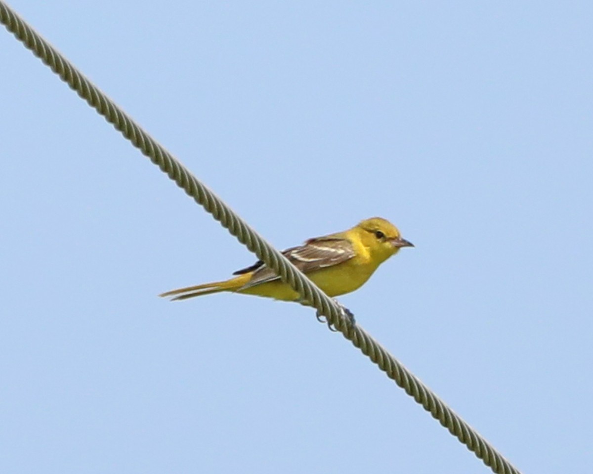 Orchard Oriole - ML640449444