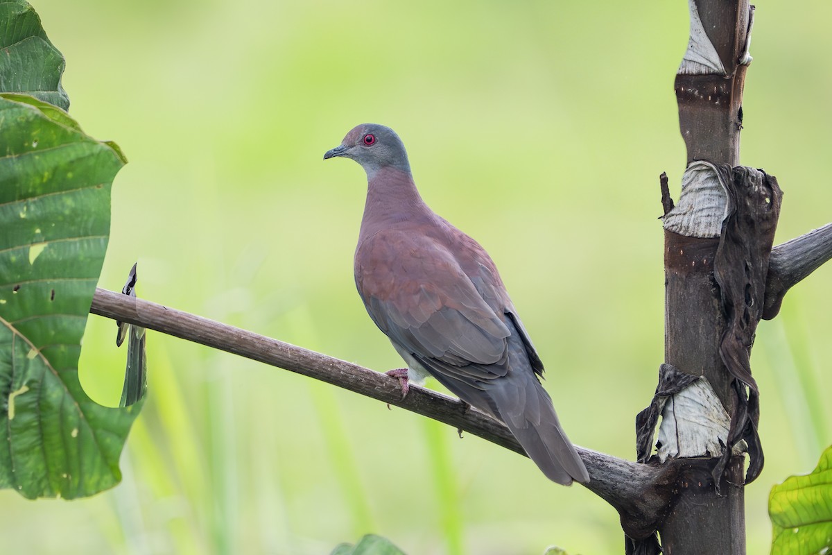 Pale-vented Pigeon - ML640449559