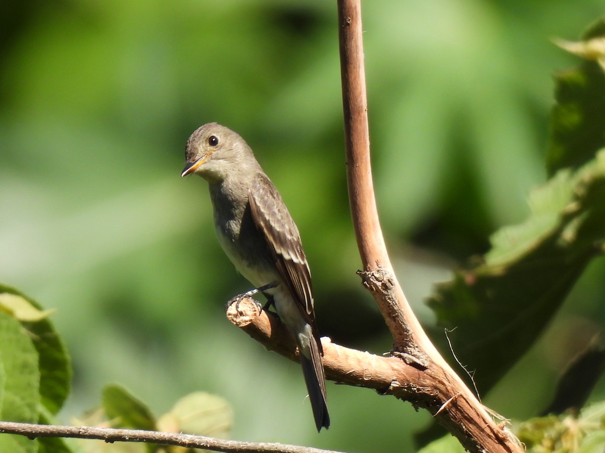 Greater Pewee - ML640449564