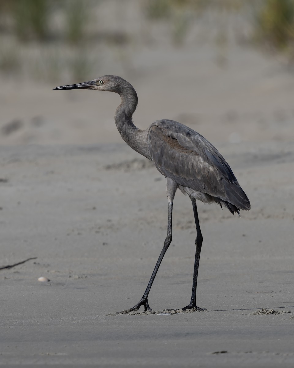 Reddish Egret - ML640449588