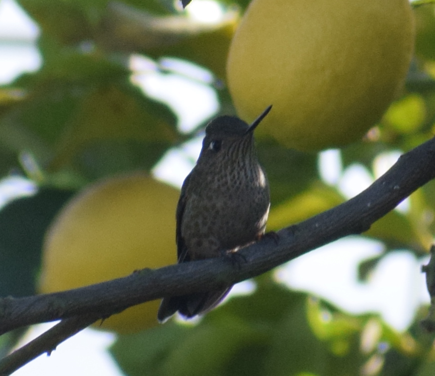 Colibri du Chili - ML640449608