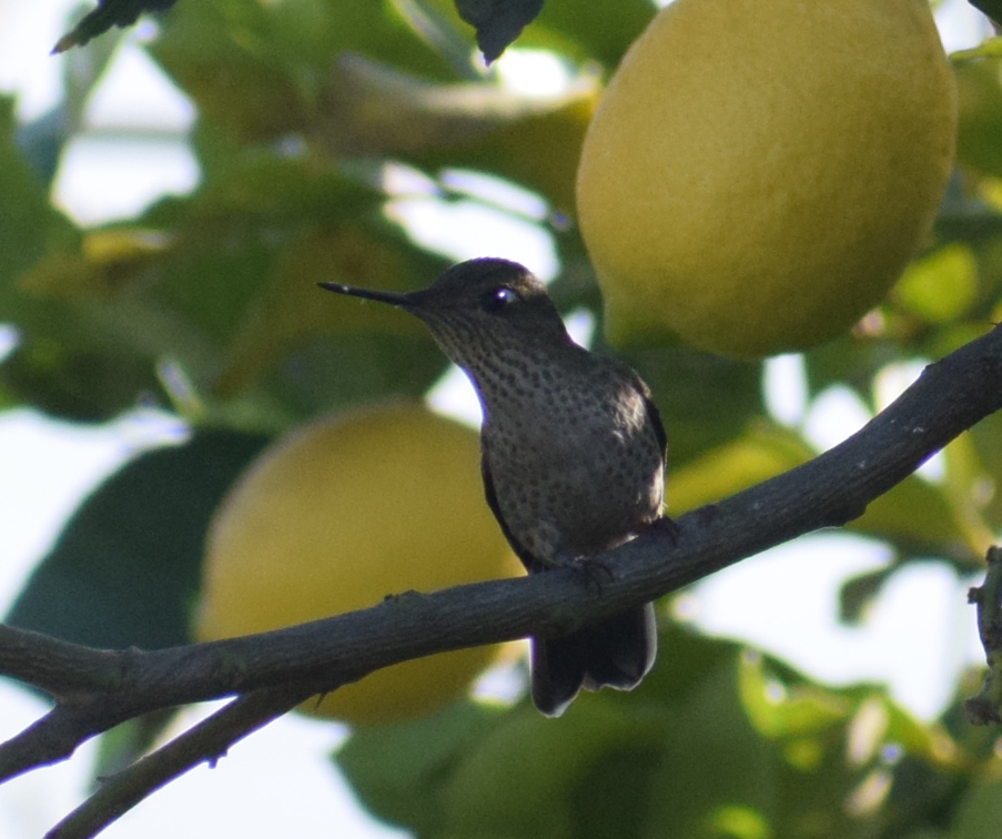 Colibri du Chili - ML640449609