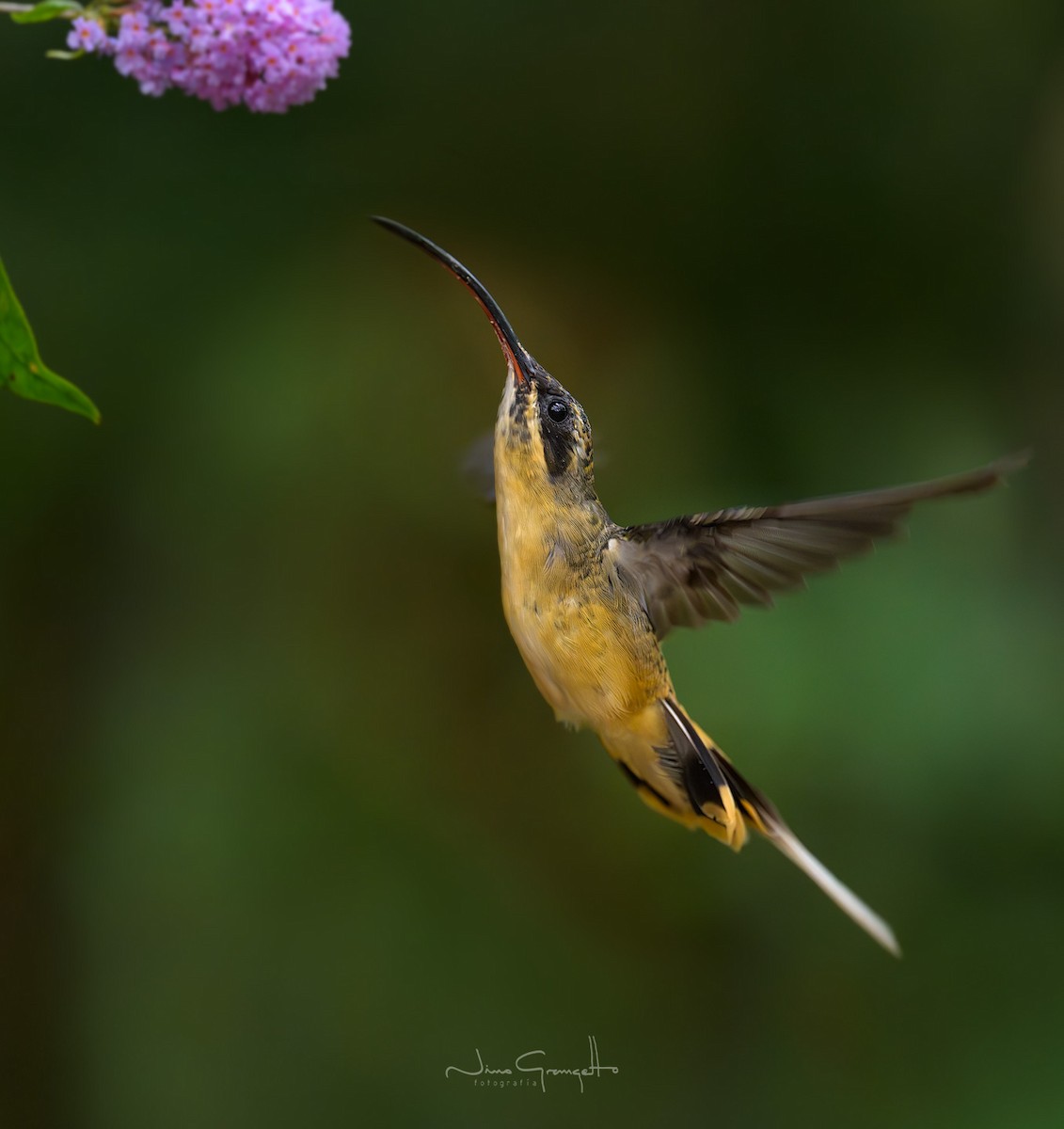 Tawny-bellied Hermit - ML640449657
